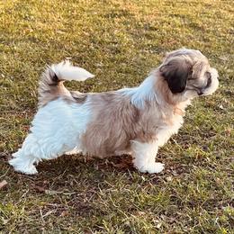Shichon Puppies from Great Lakes Teddy Bear Dogs