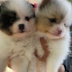 Pomeranian puppies from Peppermint Pomeranians