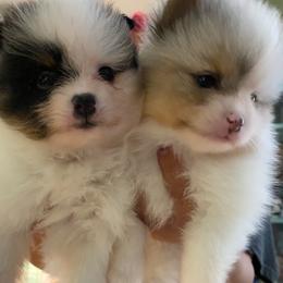 Pomeranian puppies from Peppermint Pomeranians