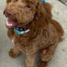 Double Doodles and Goldendoodles from Remi’s DoubleDoodles
