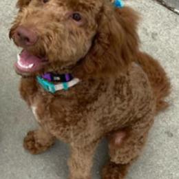 Double Doodles and Goldendoodles from Remi’s DoubleDoodles