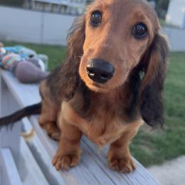 Dachshund Puppies from Miniature Dreams Dachshunds
