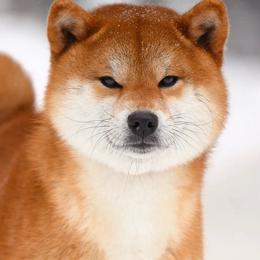 SAITOSHI - Shiba Inu