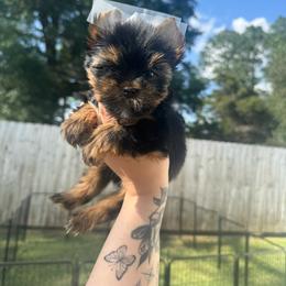 Kristoff - Black and tan male Yorkshire Terrier puppy in Moultrie, Georgia from Alina's Royal Yorkies