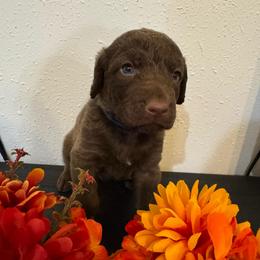 Dark Blue - Dark deadgrass male Chesapeake Bay Retriever puppy in Lewiston, Utah from Bellus Chesapeakes