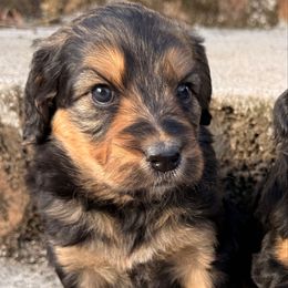 Purple - Tri-color female Bernedoodle puppy in Redding, California from O’Hara  Doodles