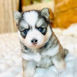 Voilet - Black and white female Pomsky puppy in Greencastle, Indiana from JDpomskies