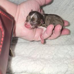 Grant - Chocolate male Pomeranian puppy in Angleton, Texas from Pomeranian Palace, LLC