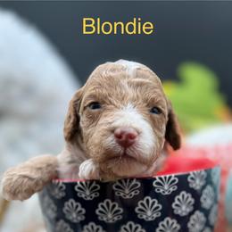 Blondie - Red female Double Doodle puppy in Hayden, Alabama from Agape Southern Farms