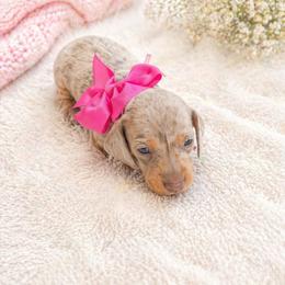 Tulip -  AKC - Dapple female Dachshund puppy in Indian Trail, North Carolina from Hilda’s Teenie Weenies