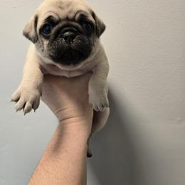 Boy 3 - Fawn male Pug puppy in Auburn, Kentucky from Prentice Family Pugs