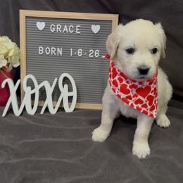 Grace - Light golden female Golden Retriever puppy in Eaton Rapids, Michigan from Steele Goldens