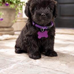 Girl 3 - Black and white female Aussiedoodle puppy in Albertville, Alabama from Home Sweet Home Doodles LLC