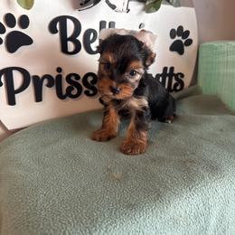 Dino - Black and tan male Yorkshire Terrier puppy in Clermont, Florida from Bella's Prissy Butts