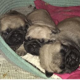 Pug Puppies from Hopestars Pugs