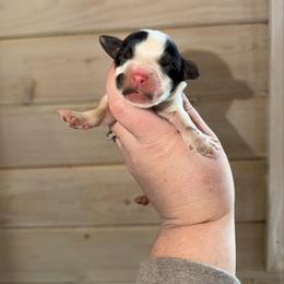 Stormy - Black and white female English Springer Spaniel puppy in Cottageville, West Virginia from Mountain Top Springers