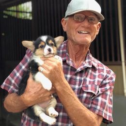Pembroke Welsh Corgi Puppies from CB Corgis