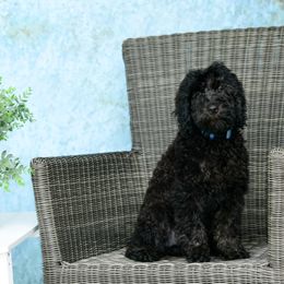 Sheepadoodle Puppies from Riley Grace Puppies
