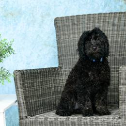 Sheepadoodle Puppies from Riley Grace Puppies