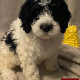 Bernedoodle Puppies from Willow’s Bernedoodle Angels