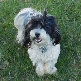 Bandit - Coton de Tulear