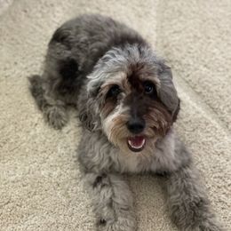 Charlee - Aussiedoodle