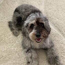 Charlee - Aussiedoodle