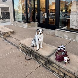 Australian Shepherd All Grown Up from Mad Ranch