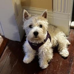 West Highland White Terrier All Grown Up from Dixieland Westies