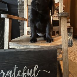 Labrador Retriever Puppies from Crown Royal hunting Labs