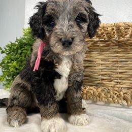 Cavapoo and Goldendoodle Puppies from AnnaBella Doodle
