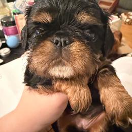 Bridget - Black and tan female English Toy Spaniel puppy in Pennsylvania from Enchanting Charlies
