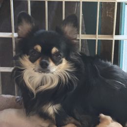 Chihuahua All Grown Up from J and E