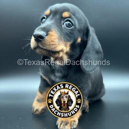 Colin - Black and tan male Dachshund puppy in Houston, Texas from Texas Regal Dachshunds LLC