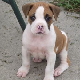 Boxer Puppies from Big Dawg Plantation