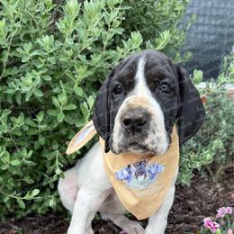 Celeste - Black female Great Dane puppy in Granbury, Texas from Anderson Blau’s Great Danes