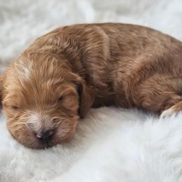 Remington - Red female Australian Labradoodle puppy in Connersville, Indiana from Dessie's Doodles