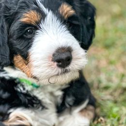 Andrew - Tri-color Bernedoodle puppy in Florence, South Carolina from Candy Doodles