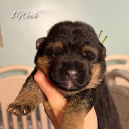 Green - Black and red male German Shepherd puppy in Orlando, Florida from AceHaven Canines