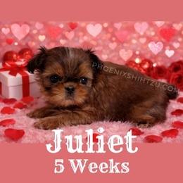 Juliet - Gold female Shih Tzu puppy in Hayden, Idaho from Phoenix Shih Tzu