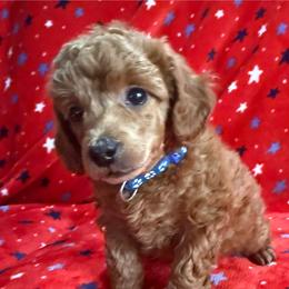 Blue Collar - Apricot male Poodle puppy in Huntsville, Alabama from Flint River Poodles