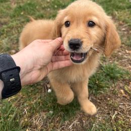 Pink - Golden female Golden Retriever puppy in Harrisburg, North Carolina from Bunn Ranch Goldens & Bernese