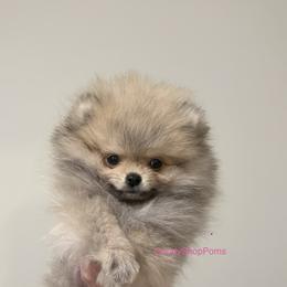 Cream Sable Girl - Cream sable female Pomeranian puppy in Lehi, Utah from Candy Shop Poms