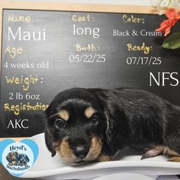 Maui - Black and cream male Dachshund puppy in Hoquiam, Washington from Heyd's Mini Dachshunds
