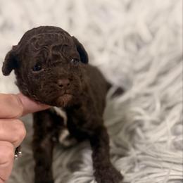 Rusty - Brown male Poodle puppy in Poplarville, Mississippi from Southern Belle Poodles