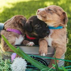 Aussiedoodle and Leopardoodle Puppies from A Puppy Crush