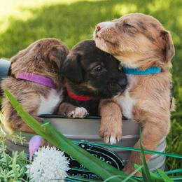 Aussiedoodle and Leopardoodle Puppies from A Puppy Crush