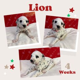 Cowardly Lion - White and black male Dalmatian puppy in Chehalis, Washington from Dalmatian Vacation