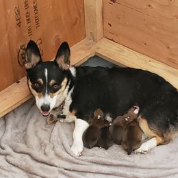 Maze - Pembroke Welsh Corgi