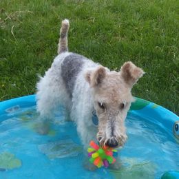 Furgus - Wire Fox Terrier